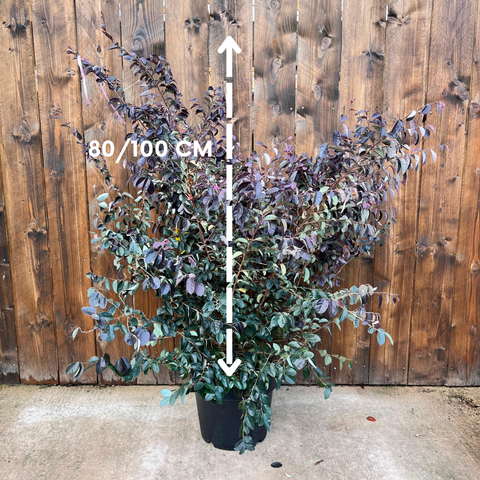 Loropetalum 'Black Pearl'