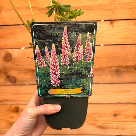 Lupin 'The Chatelaine'