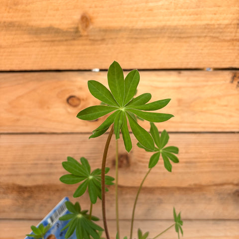 Lupin 'The Chatelaine'