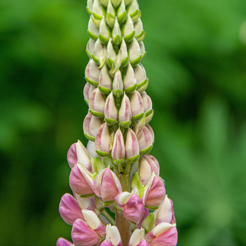 Lupin 'The Chatelaine'