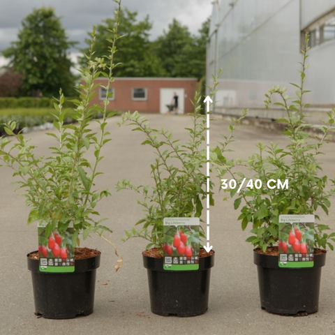 Goji - Lycium 'Big Lifeberry®'