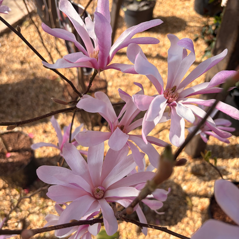 Magnolia loebneri 'Leonard Messel'