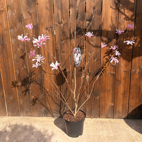 Magnolia loebneri 'Leonard Messel'