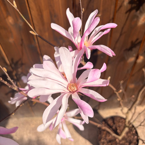 Magnolia loebneri 'Leonard Messel'