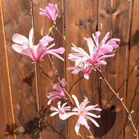Magnolia loebneri 'Leonard Messel'
