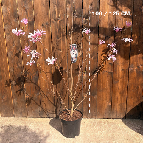 Magnolia loebneri 'Leonard Messel'