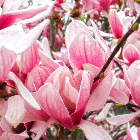 Magnolia Soulangeana