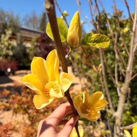 Magnolia 'Yellow Bird'