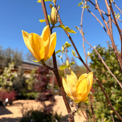 Magnolia 'Yellow Bird'