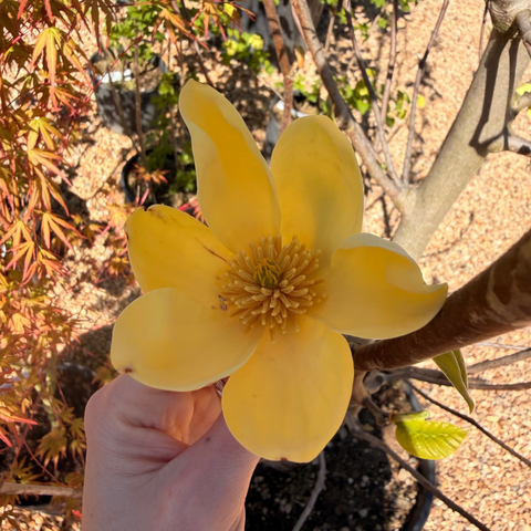 Magnolia 'Yellow Bird'