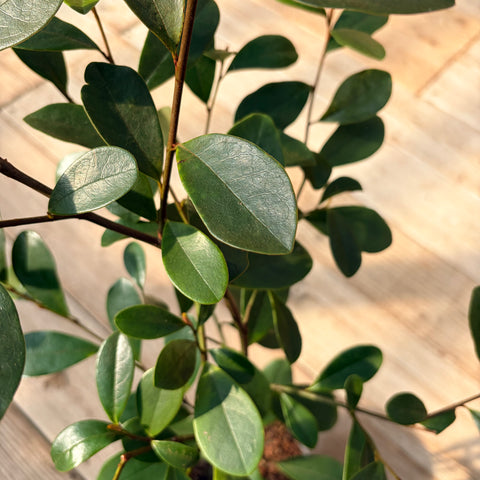 Magnolia 'Fairy Honey Velvet'