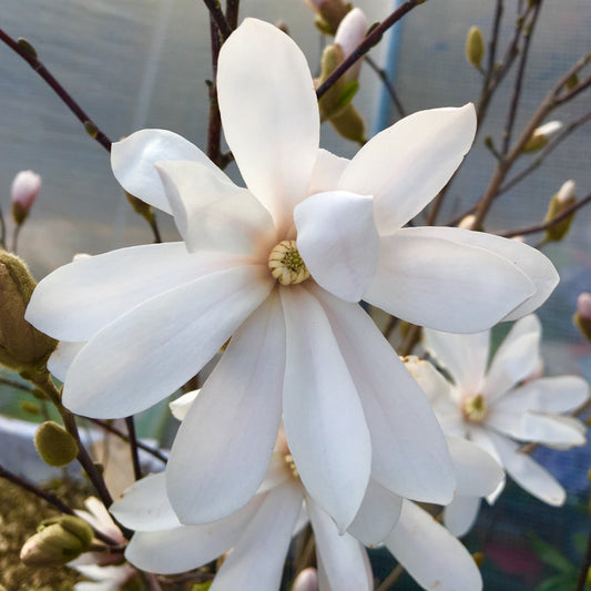 Magnolia Stellata