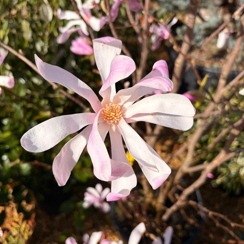 Magnolia Stellata royal star