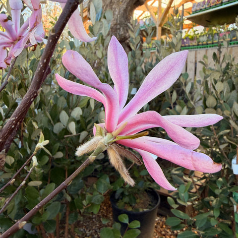 Magnolia Stellata royal star