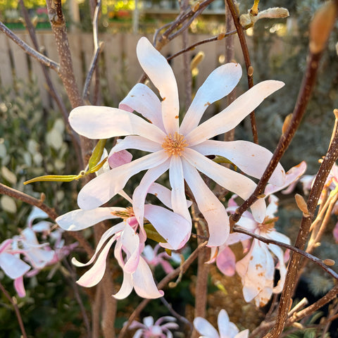 Magnolia Stellata royal star