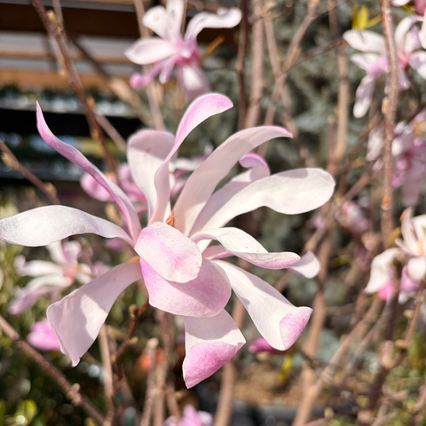 Magnolia Stellata royal star