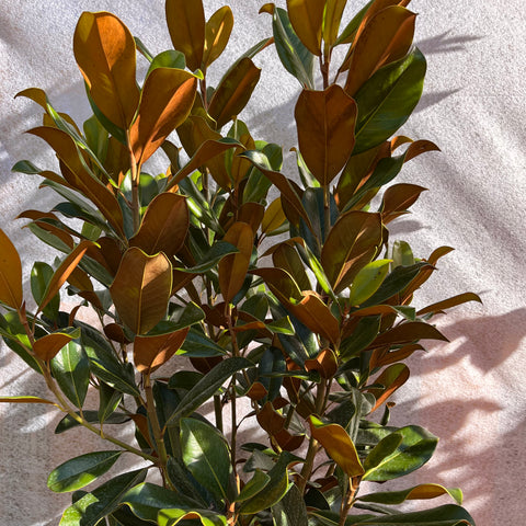 Arbre de naissance – Un Cadeau unique et symbolique