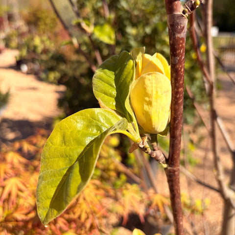 Magnolia 'Yellow Bird'
