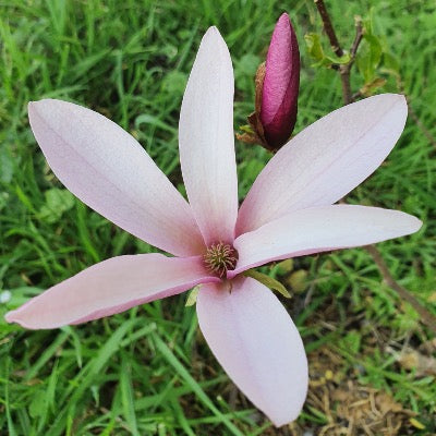 Magnolia liliiflora nigra