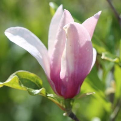 Magnolia Susan