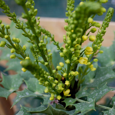 Mahonia 'winter sun'