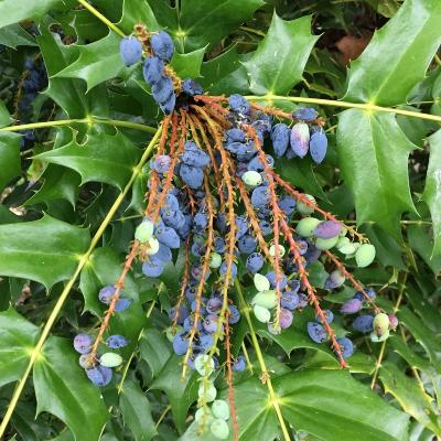 Mahonia 'winter sun'