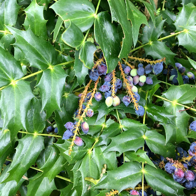 Mahonia 'winter sun'
