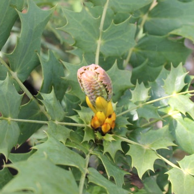 Mahonia 'winter sun'