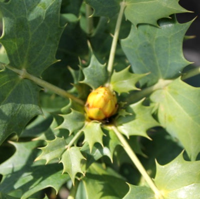 Mahonia 'winter sun'