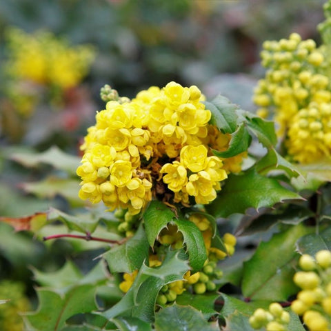 Mahonia aquifolium