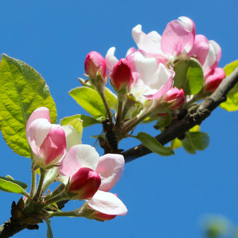 Malus 'Winter Gold' - Pommier fleurs