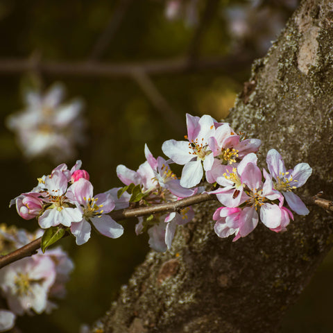 Malus 'Winter Gold' - Pommier fleurs