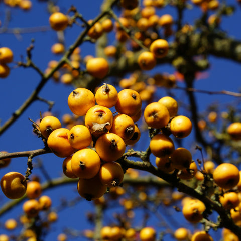 Malus 'Winter Gold' - Pommier fleurs