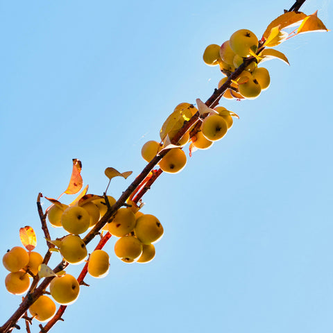 Malus 'Winter Gold' - Pommier fleurs