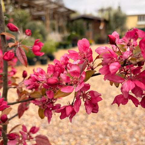 Malus 'Profusion' - Pommier fleurs