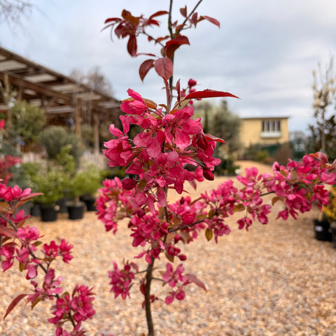 Malus 'Profusion' - Pommier fleurs
