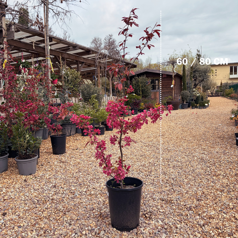 Malus 'Profusion' - Pommier fleurs