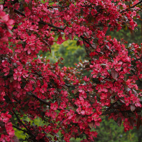 Malus 'Royalty' - Pommier fleurs