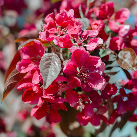 Malus 'Royalty' - Pommier fleurs