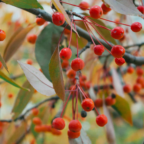 Malus 'Sugar Tyme' - Pommier fleurs