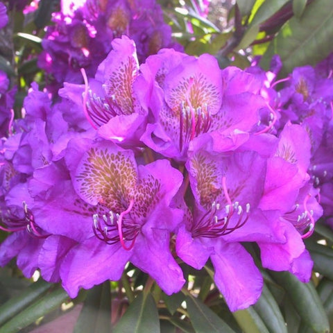 Rhododendron 'Marcel Ménard'