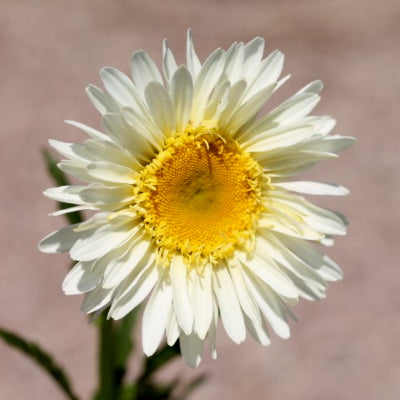 Leucanthemum 'real glory'