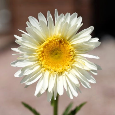 Leucanthemum 'real glory'