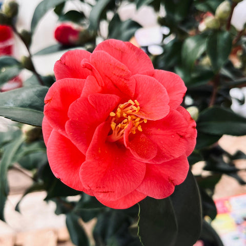 Camélia 'Mary Williams'