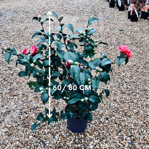 Camélia 'Mary Williams'