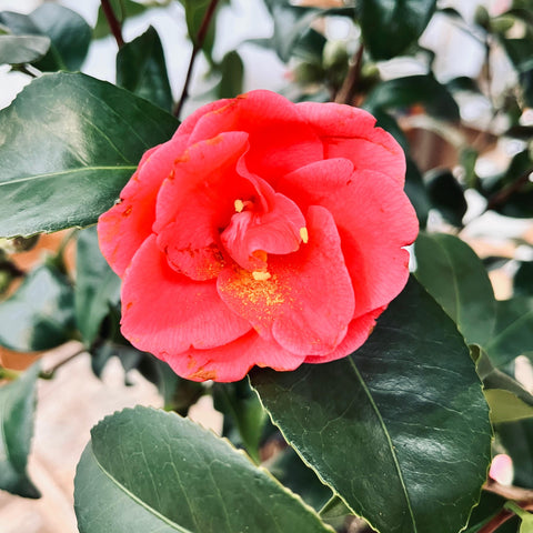 Camélia 'Mary Williams'