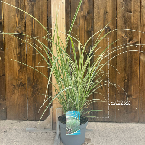 Miscanthus 'variegata'