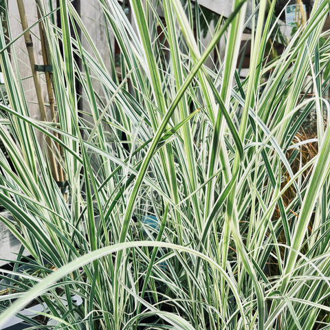 Miscanthus 'variegata'