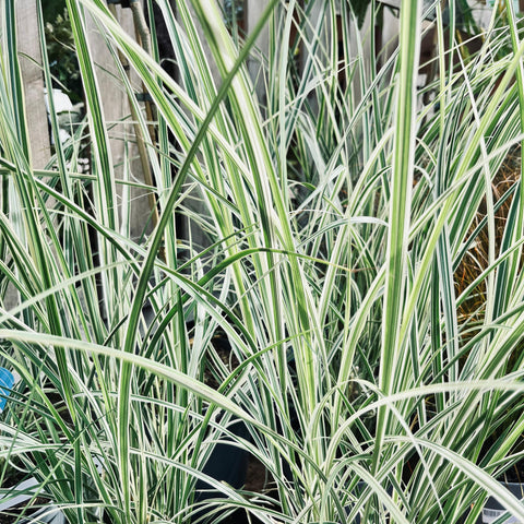 Miscanthus 'variegata'