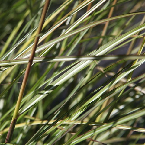 Miscanthus 'gracillimus'